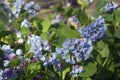 Close-up image of Virginia bluebells flowers Royalty Free Stock Photo