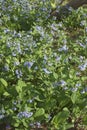 Close-up image of Virginia bluebells flowers Royalty Free Stock Photo