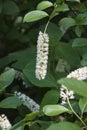 Close-up image of Virginia sweetspire flowers Royalty Free Stock Photo