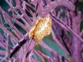 Closeup of a Flamingo Tongue snail on a coral Royalty Free Stock Photo