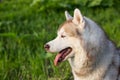 Close-up image of waiting dog breed siberian husky in the forest on a sunny day. Royalty Free Stock Photo