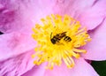 A wasp sleeping on a camellia flower head