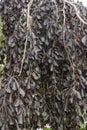 Close-up image of Weeping purple european beech foliage Royalty Free Stock Photo