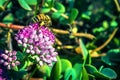 Close-Up Image of a Western or European Honey Bee Apis Mellifera Harvesting Pollen from English Stonecrop Sedum Anglicum, Royalty Free Stock Photo
