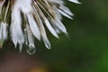 Rain Covered Dandelion Seeds Royalty Free Stock Photo