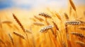 Close-up image of wheat stalks growing in a golden field ready to be harvested Royalty Free Stock Photo