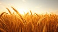 Close-up image of wheat stalks growing in a golden field with the sun peaking through