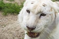 Close up of white bengal tiger