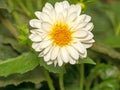 A close up image of a White Border Dahlia in August Royalty Free Stock Photo