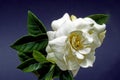 Close up image of a White Gardenia flower isolated on dark blue coloured background