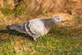 Close up image of a white and grey domestic pigeon Royalty Free Stock Photo