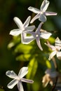 Close-up image of white Jasmine blooming in Grasse, for perfume industry, France