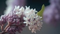 A close up image of a white lilac flower with a blurred background. AIG51A Royalty Free Stock Photo