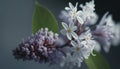 A close up image of a white lilac flower with a blurred background. AIG51A Royalty Free Stock Photo