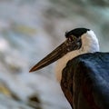 White-necked Stork Royalty Free Stock Photo