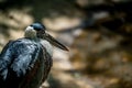 White-necked Stork Royalty Free Stock Photo