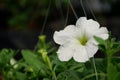 Close up image of white petunia Royalty Free Stock Photo