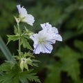 Cranesbill \