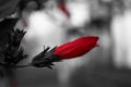 Close-up image of a white and red hibiscus flower. Red hibiscus flower on a green background. Royalty Free Stock Photo