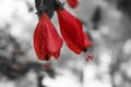 Close-up image of a white and red hibiscus flower. Red hibiscus flower on a green background. Royalty Free Stock Photo