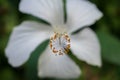 Close-up image of a white and red hibiscus flower. Red hibiscus flower on a green background. Royalty Free Stock Photo