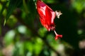 Close-up image of a white and red hibiscus flower. Red hibiscus flower on a green background. Royalty Free Stock Photo