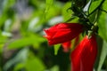 Close-up image of a white and red hibiscus flower. Red hibiscus flower on a green background. Royalty Free Stock Photo