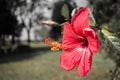Close-up image of a white and red hibiscus flower. Red hibiscus flower on a green background. Royalty Free Stock Photo