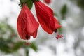 Close-up image of a white and red hibiscus flower. Red hibiscus flower on a green background. Royalty Free Stock Photo