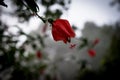 Close-up image of a white and red hibiscus flower. Red hibiscus flower on a green background. Royalty Free Stock Photo