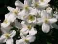 Close-up Image of White Clematis Montana