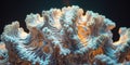 Close up image of white sea coral on display. Royalty Free Stock Photo