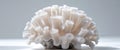 Close up image of white sea coral on display Royalty Free Stock Photo