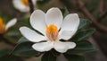 Close up image of white southern magnolia blossom, Louisiana state flower Royalty Free Stock Photo