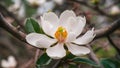Close up image of white southern magnolia blossom, Louisiana state flower Royalty Free Stock Photo