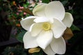 Close-up Image of a white southern magnolia blossom, the Louisiana state flower Royalty Free Stock Photo