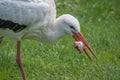 White stork Royalty Free Stock Photo