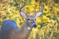 Close up image of a whitetail buck taken in the warm evening sun. Royalty Free Stock Photo