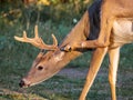 Close up image of a whitetail deer buck scratching his ear with his hind hoof. Royalty Free Stock Photo