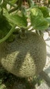 Close up image of whole fresh melon or cucumis melo cantaloupe fruit Royalty Free Stock Photo