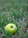 Close-up image of wild apple fallen in rustic field in seasonal changes Royalty Free Stock Photo