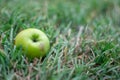 Close-up image of wild apple fallen in rustic field in seasonal changes Royalty Free Stock Photo