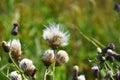 Wild Milk Thistle Plants in Seed