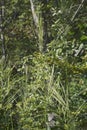 Close-up image of Wild rice plant Royalty Free Stock Photo