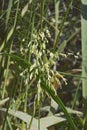 Close-up image of Wild rice plant Royalty Free Stock Photo