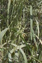 Close-up image of Wild rice plant Royalty Free Stock Photo