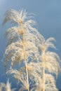 Wild sugar cane flowers close up Royalty Free Stock Photo