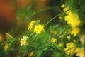 Close-up image of wild yellow jasmine bush at sunset. Beautiful yellow flowers Royalty Free Stock Photo