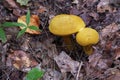 Close-up image of wild yellow mushrooms