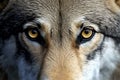Close up image of a wolf eyes, beautiful macro shoot. Generative Ai